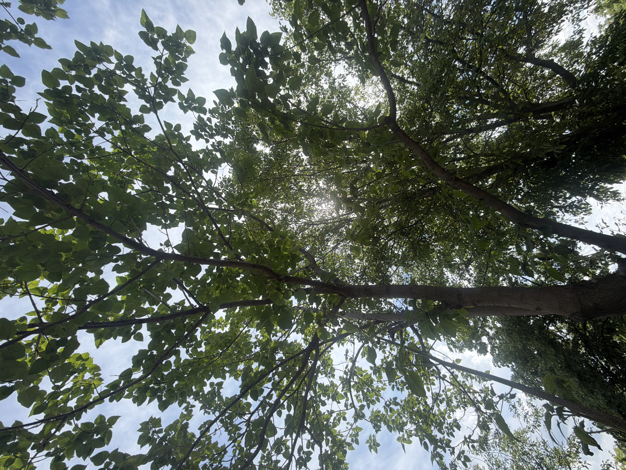 Tree canopy photographed from below in Stara Zagora, Bulgaria