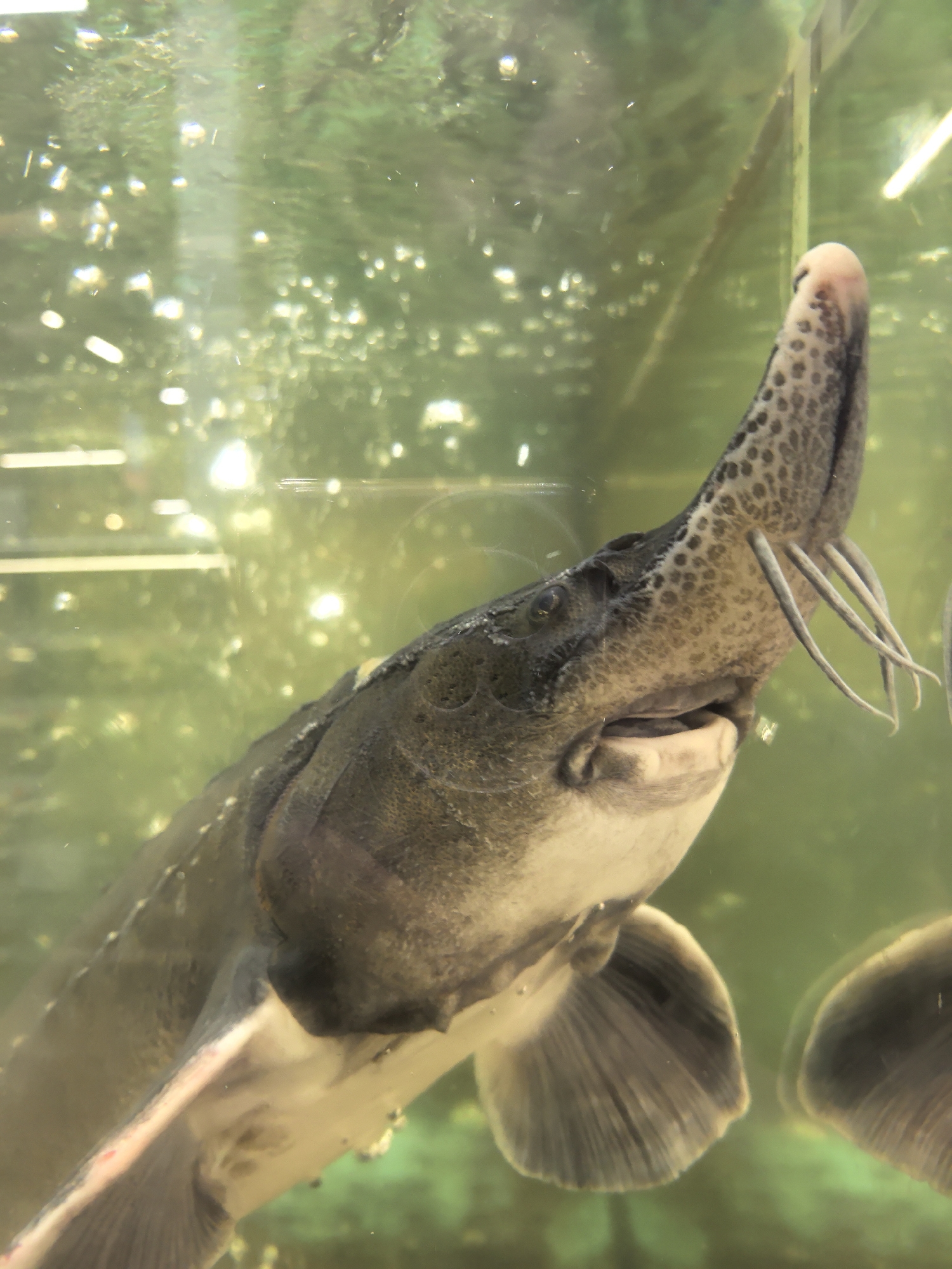 Sturgeon up close in a Perm aquarium