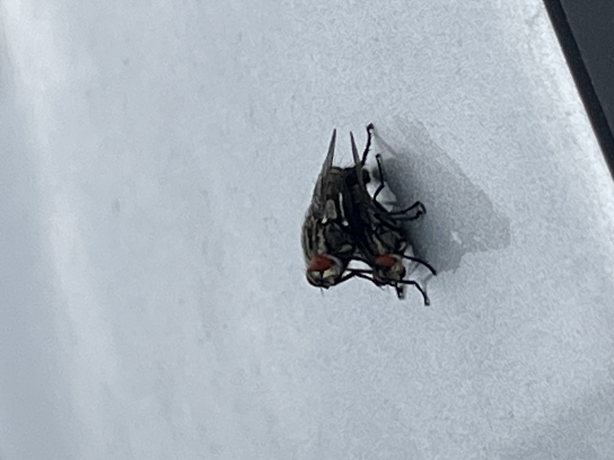 House flies observed mating in Burgas, Bulgaria