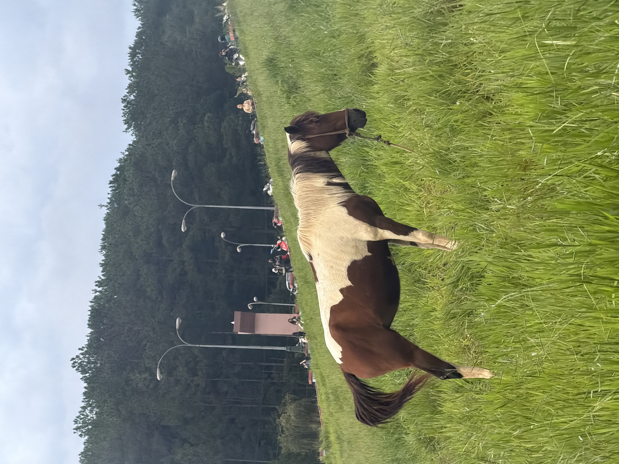 Horses graze near Da Lat lakes under cloudy skies