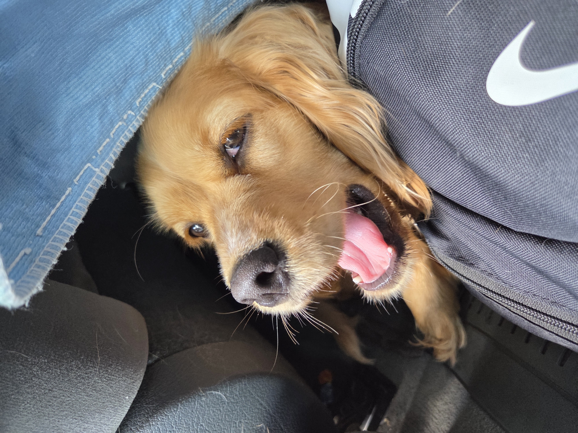 Golden retriever spotted with tilted head in Leshnitsa, Bulgaria