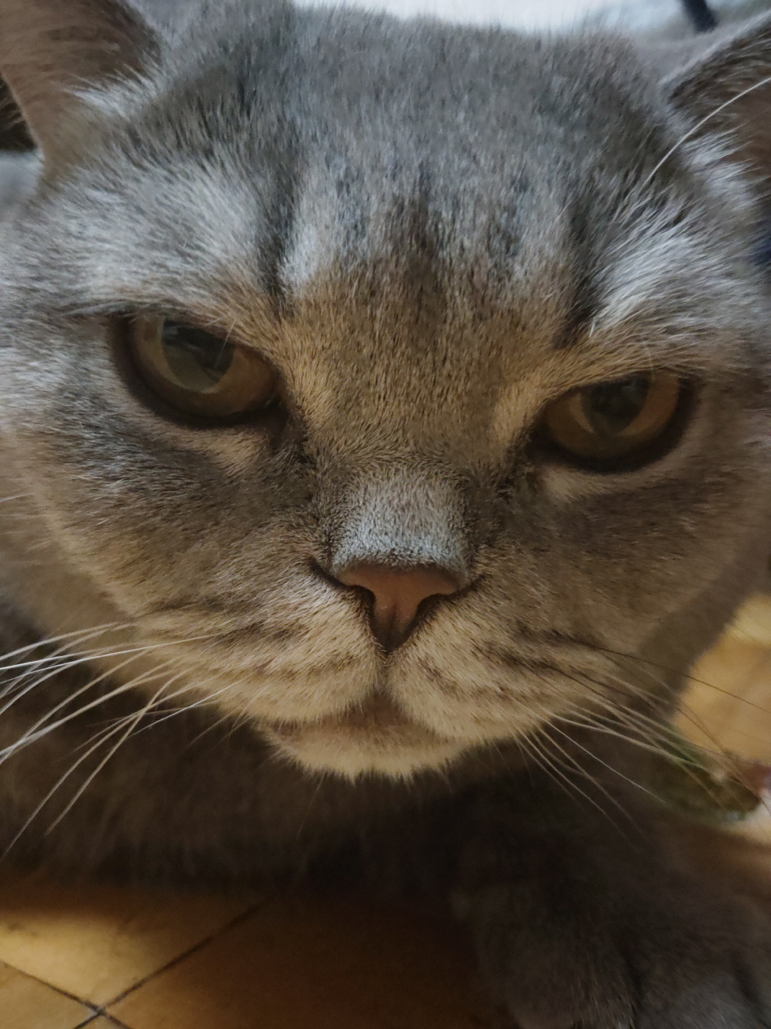 Gray cat photographed repeatedly over three hours on wooden floor
