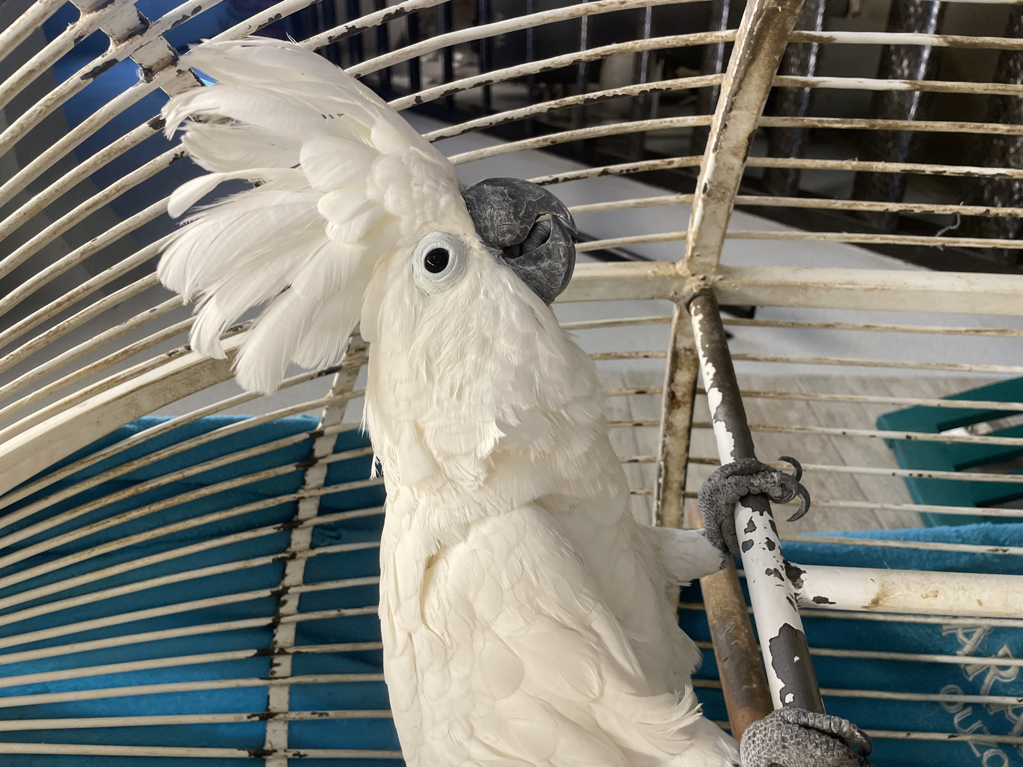 Indoor scenes documented: caged cockatoo, whale art, flowers, bar