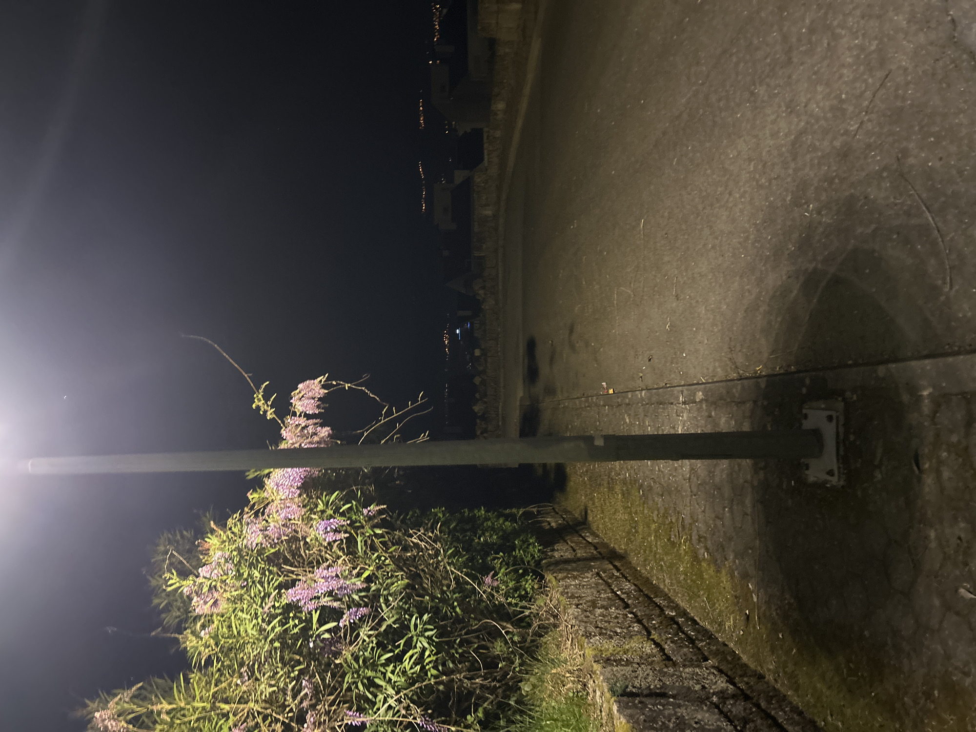 Nighttime street scenes with flowering bushes documented in Vila Real