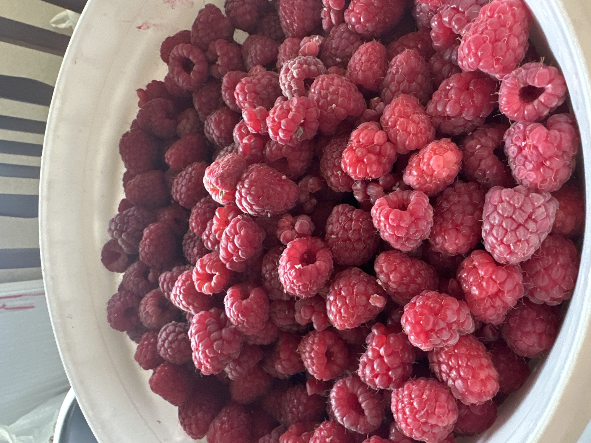 Gray cat at home, fresh-picked raspberries and cherries nearby