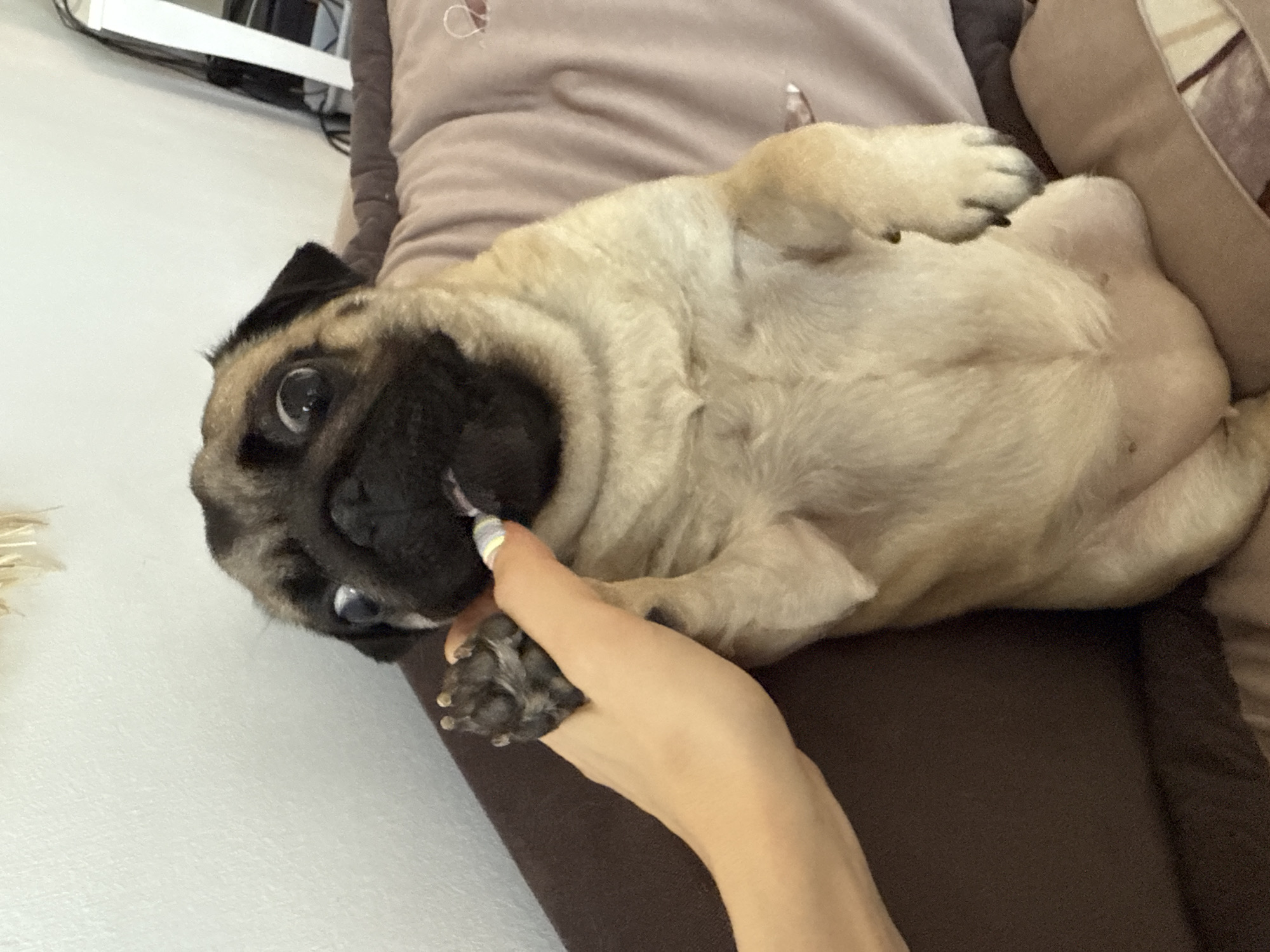 Pug puppy morning: couch lounging, toy play, avocado toast