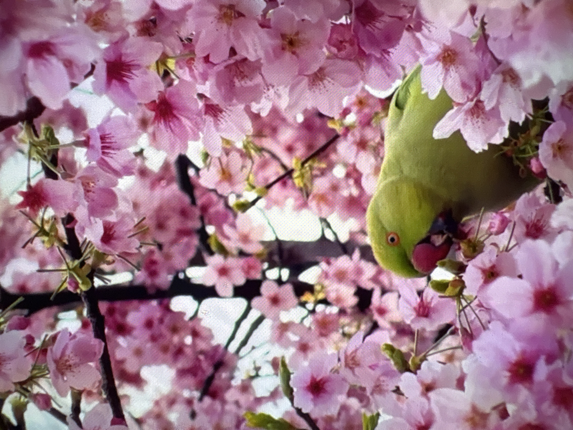 Witness captures eclectic photo series in Burgas park area