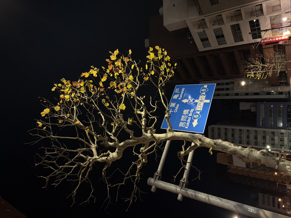 Evening autumn scene captured at Tokyo intersection signage