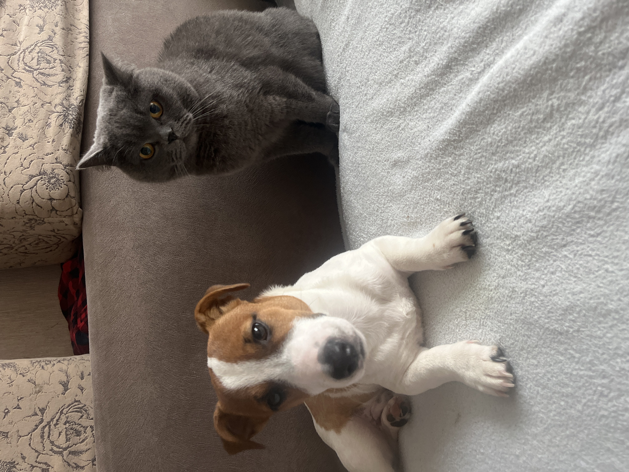 Cats and a terrier hanging out at a Russian apartment