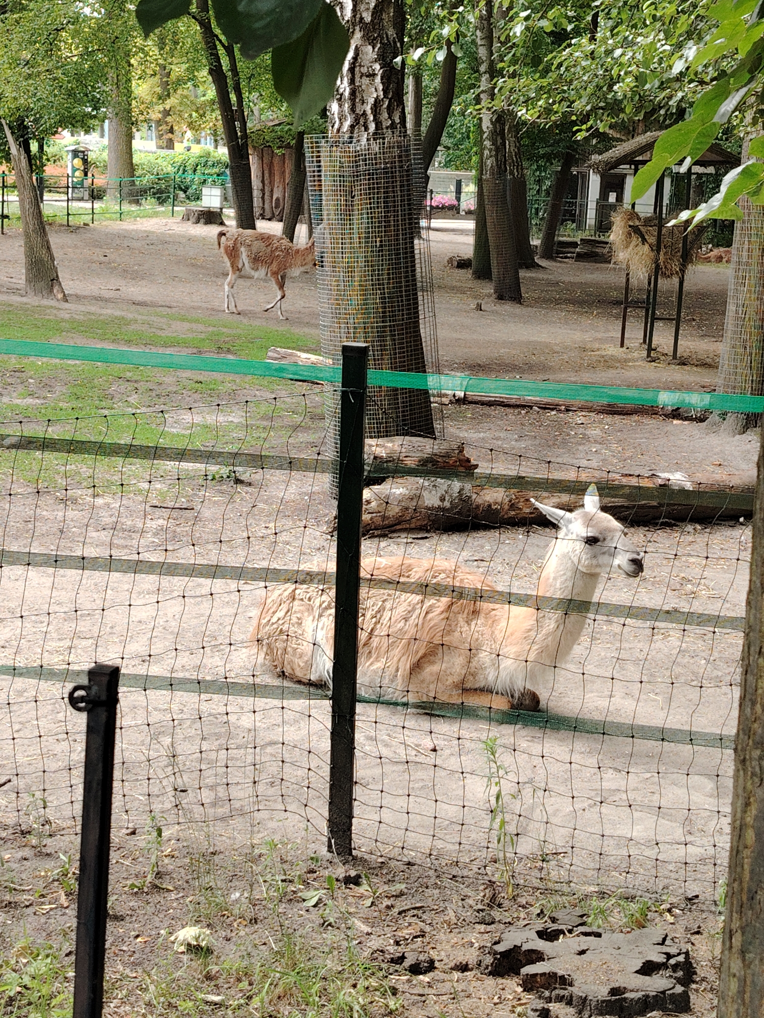 Guanaco and llama sharing an enclosure at Łódź Zoo