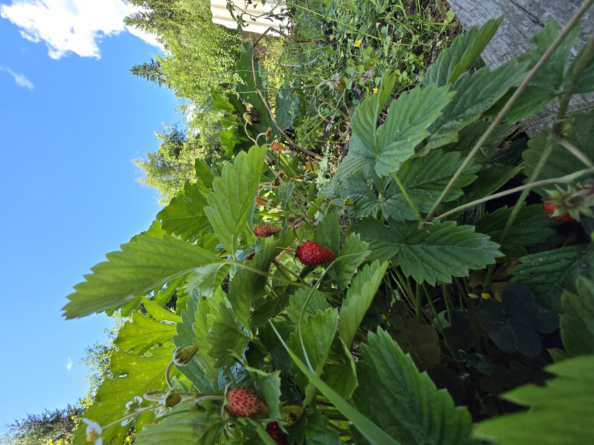 Lazy summer morning in a Russian backyard garden