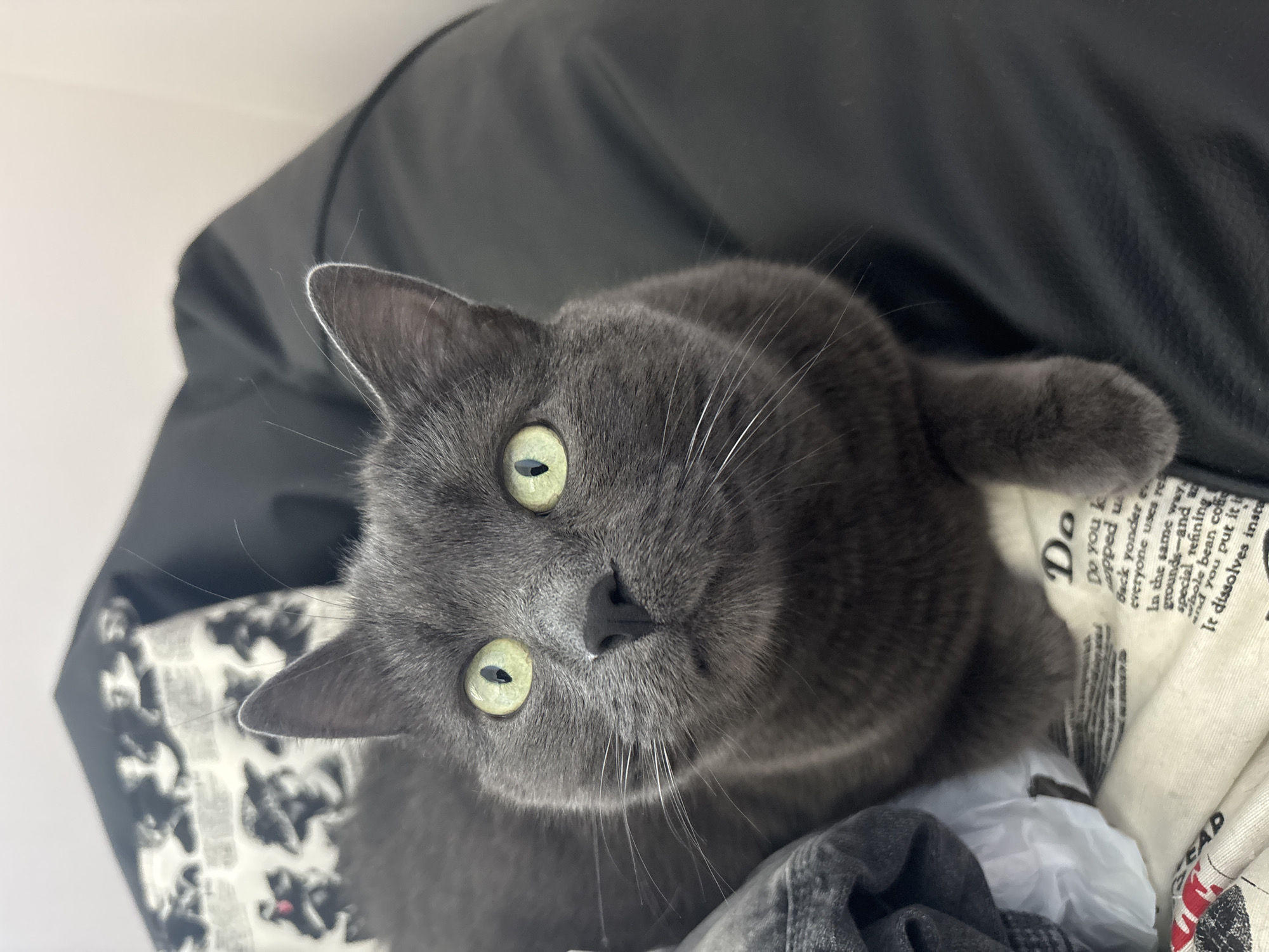 Gray cat and residential scenes captured in morning observations