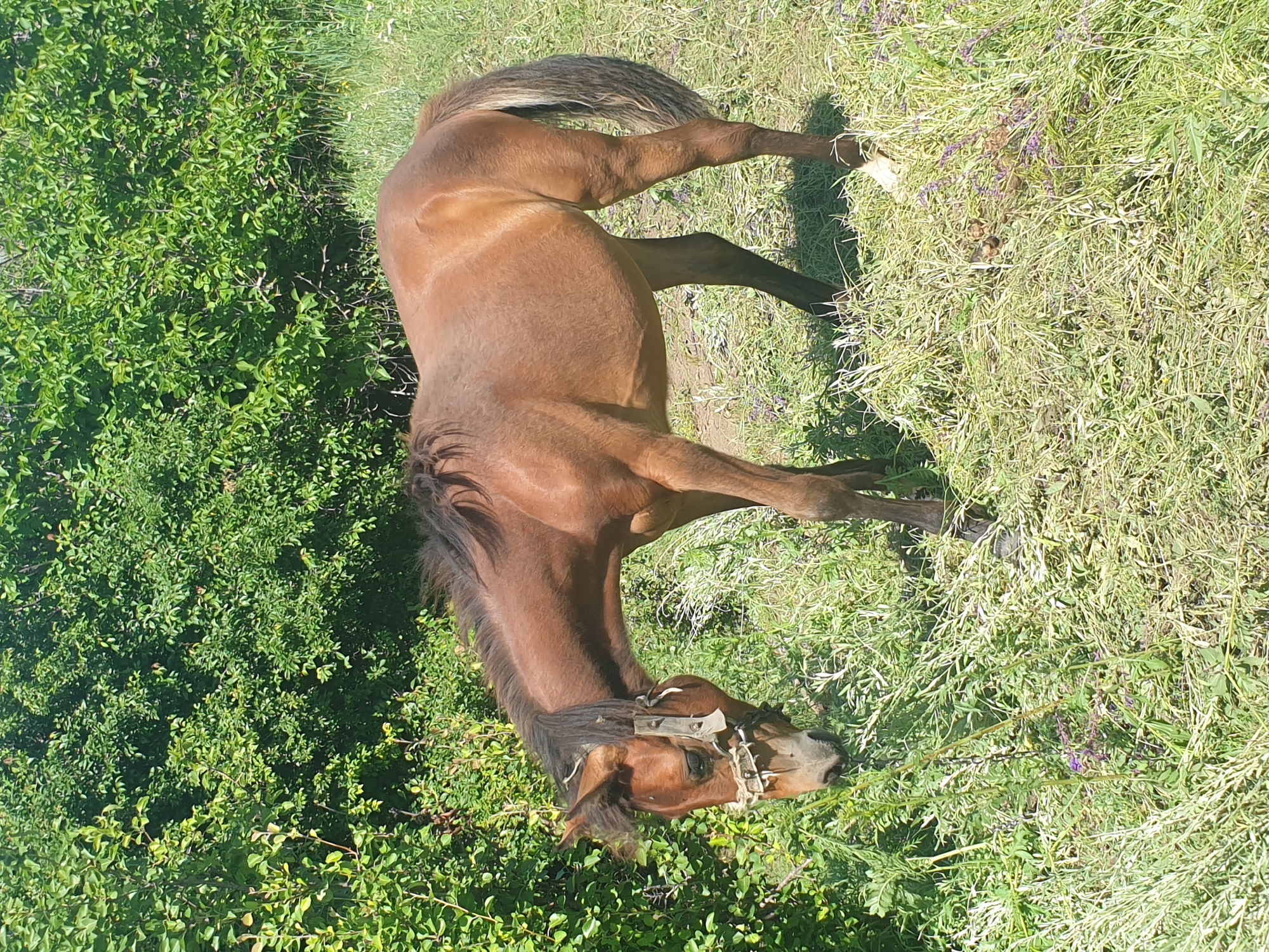 Horses, wildflowers, and a cat on a summer morning in rural Ukraine