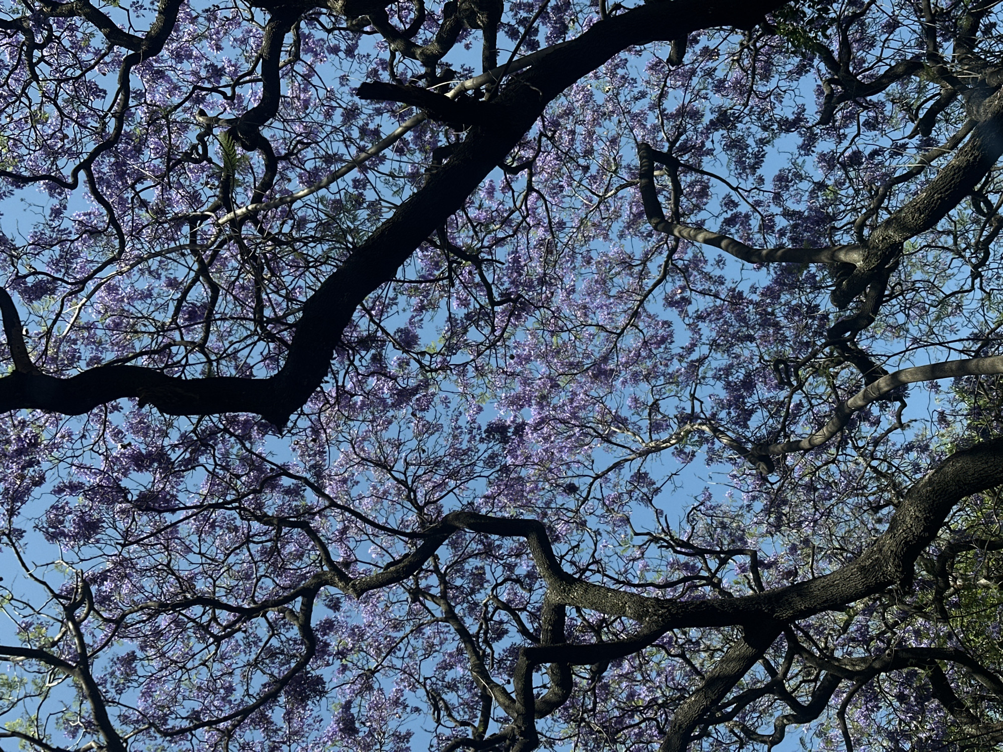 Jacaranda trees bloom overhead in Mexico City streets