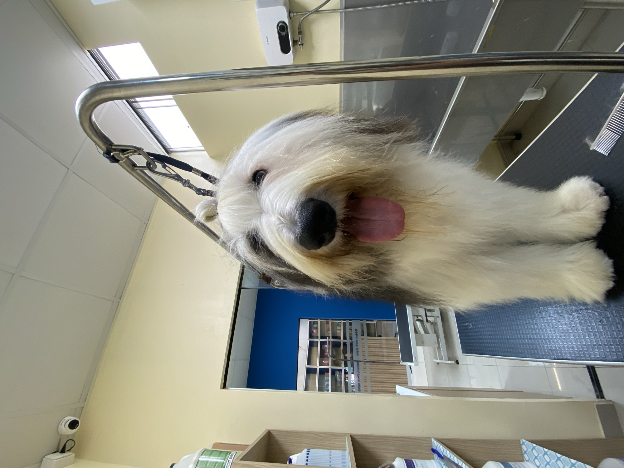 Dog undergoes grooming session in San Miguel, Peru