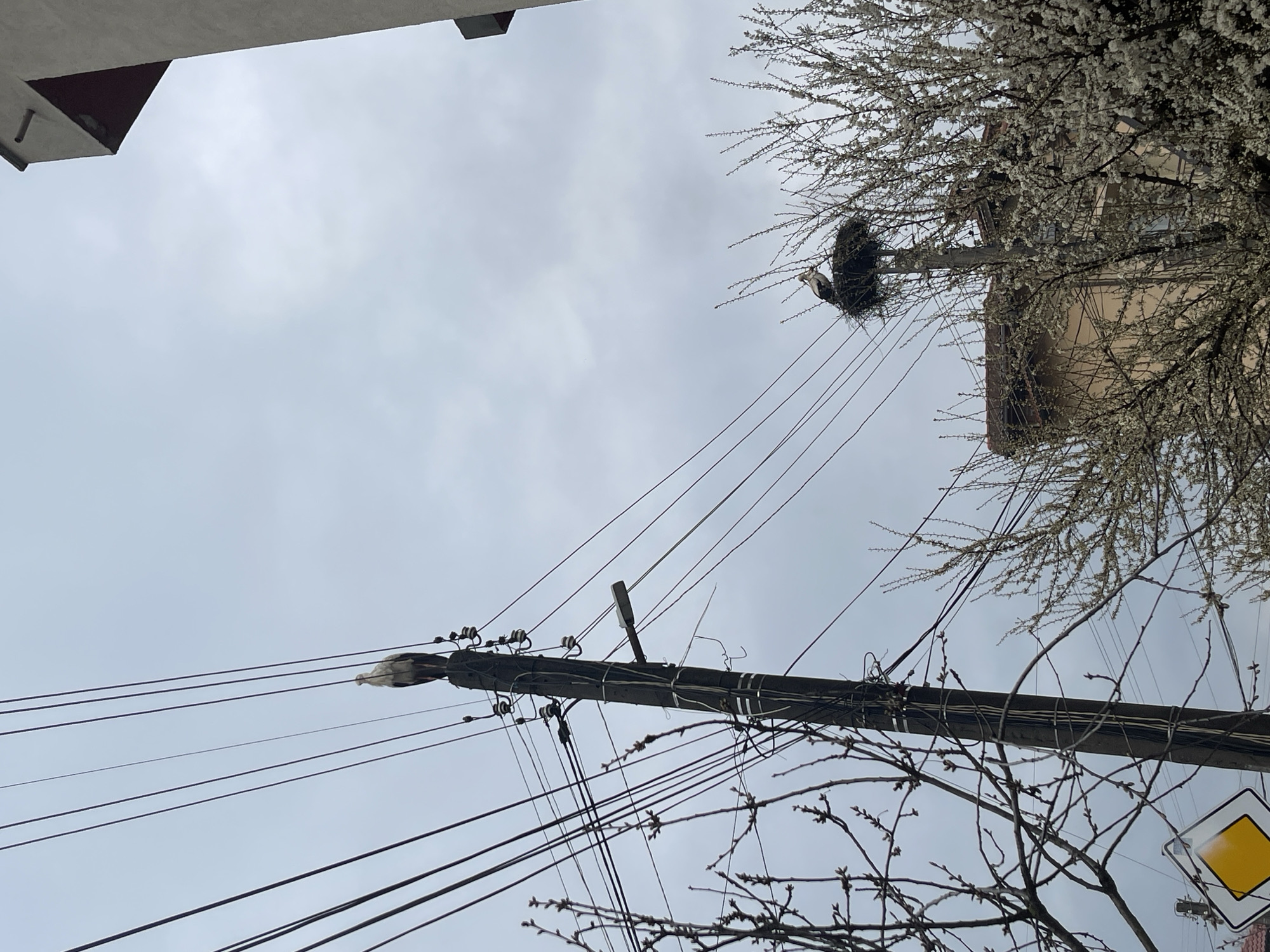 Stork spotted nesting on utility pole in Razlog Bulgaria