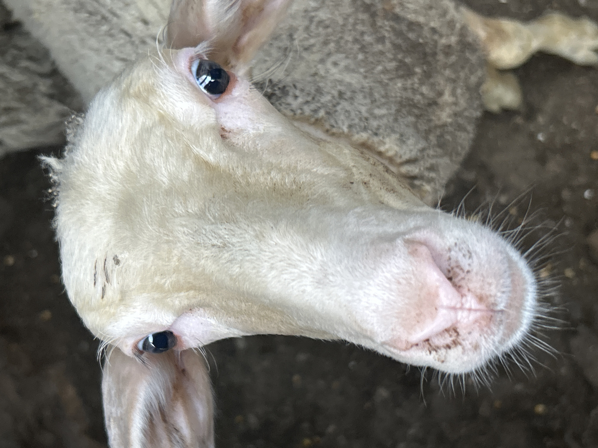 Close-up sheep portrait and abstract fleece tones, rural Bulgaria