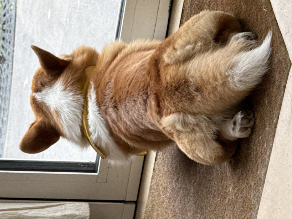 Corgi spotted resting indoors, Paris cafe details captured