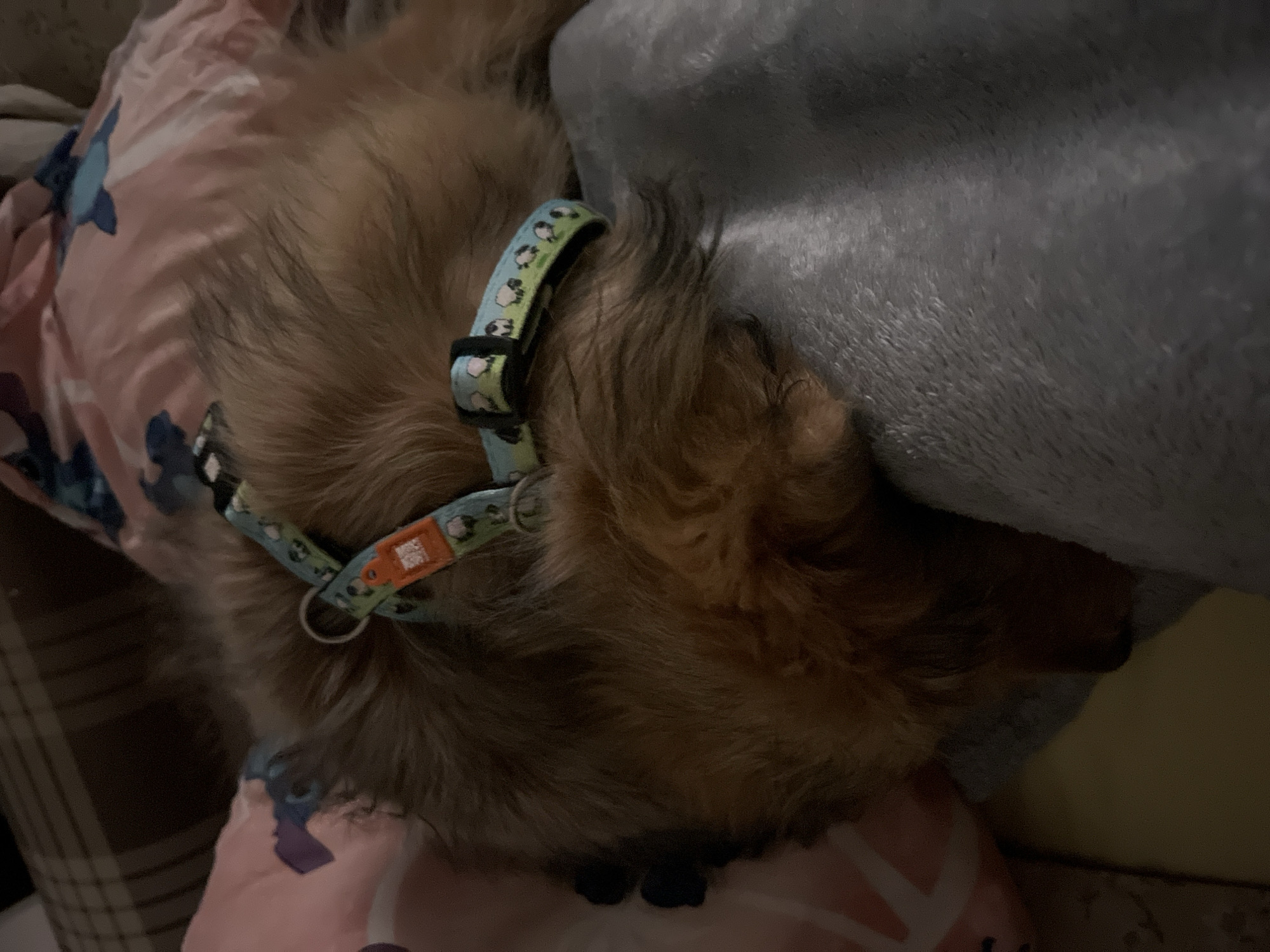 Small dog rests comfortably indoors in Plovdiv, Bulgaria