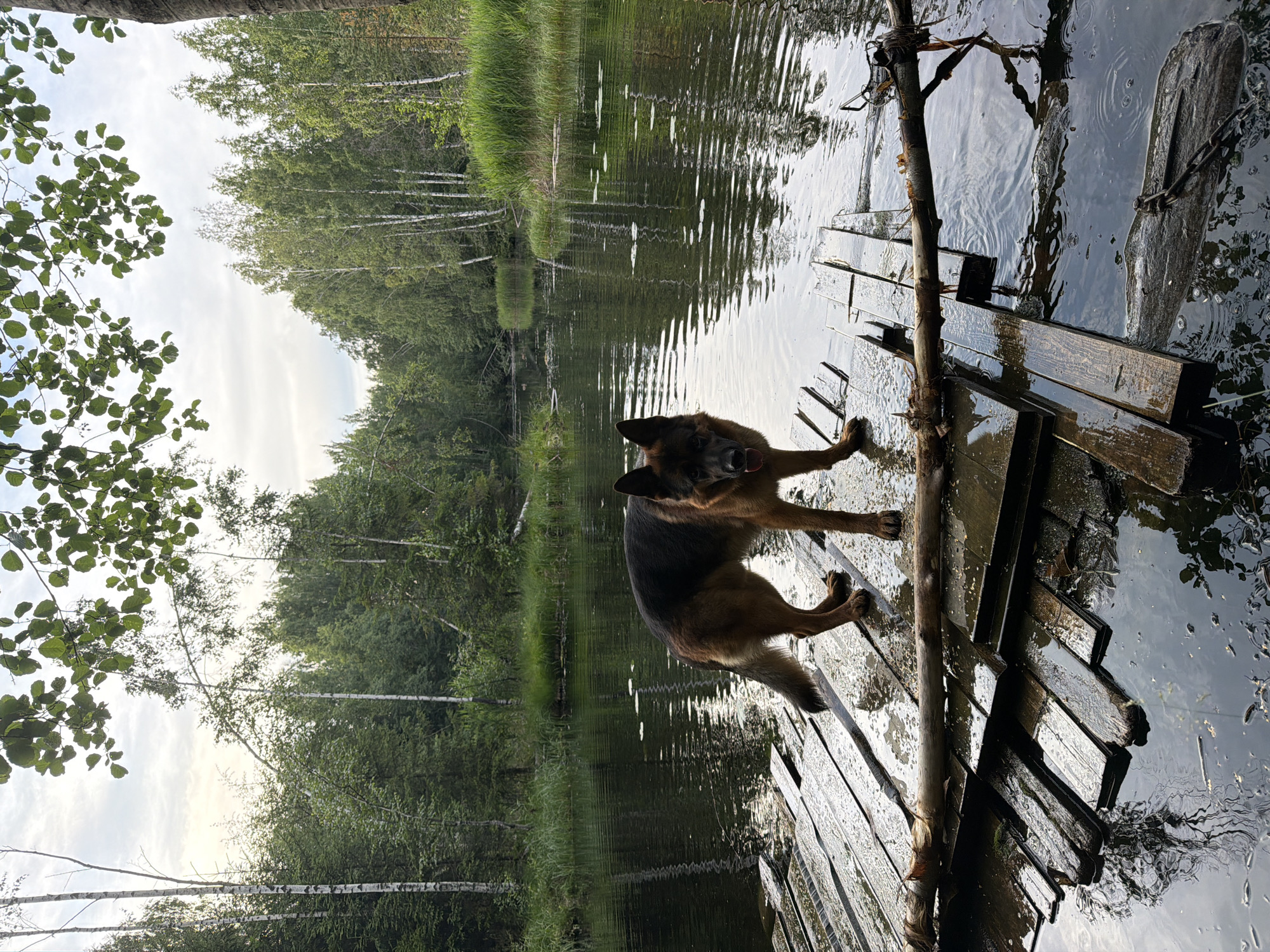 German Shepherd on a pier at a quiet forest lake