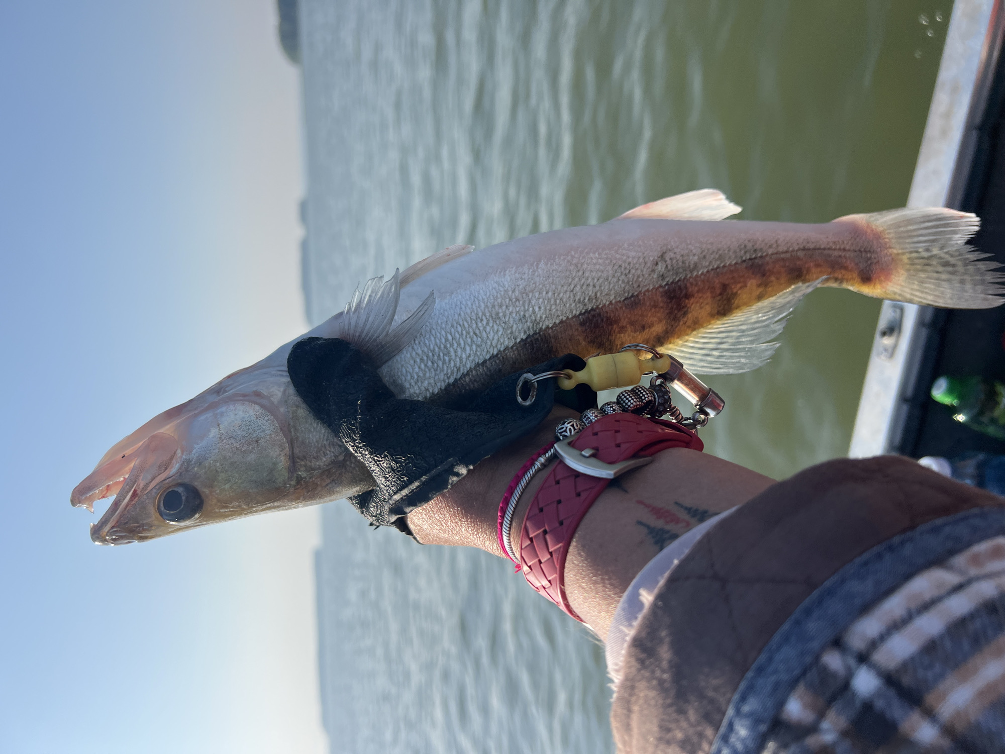Striped freshwater fish pulled from Russian waters