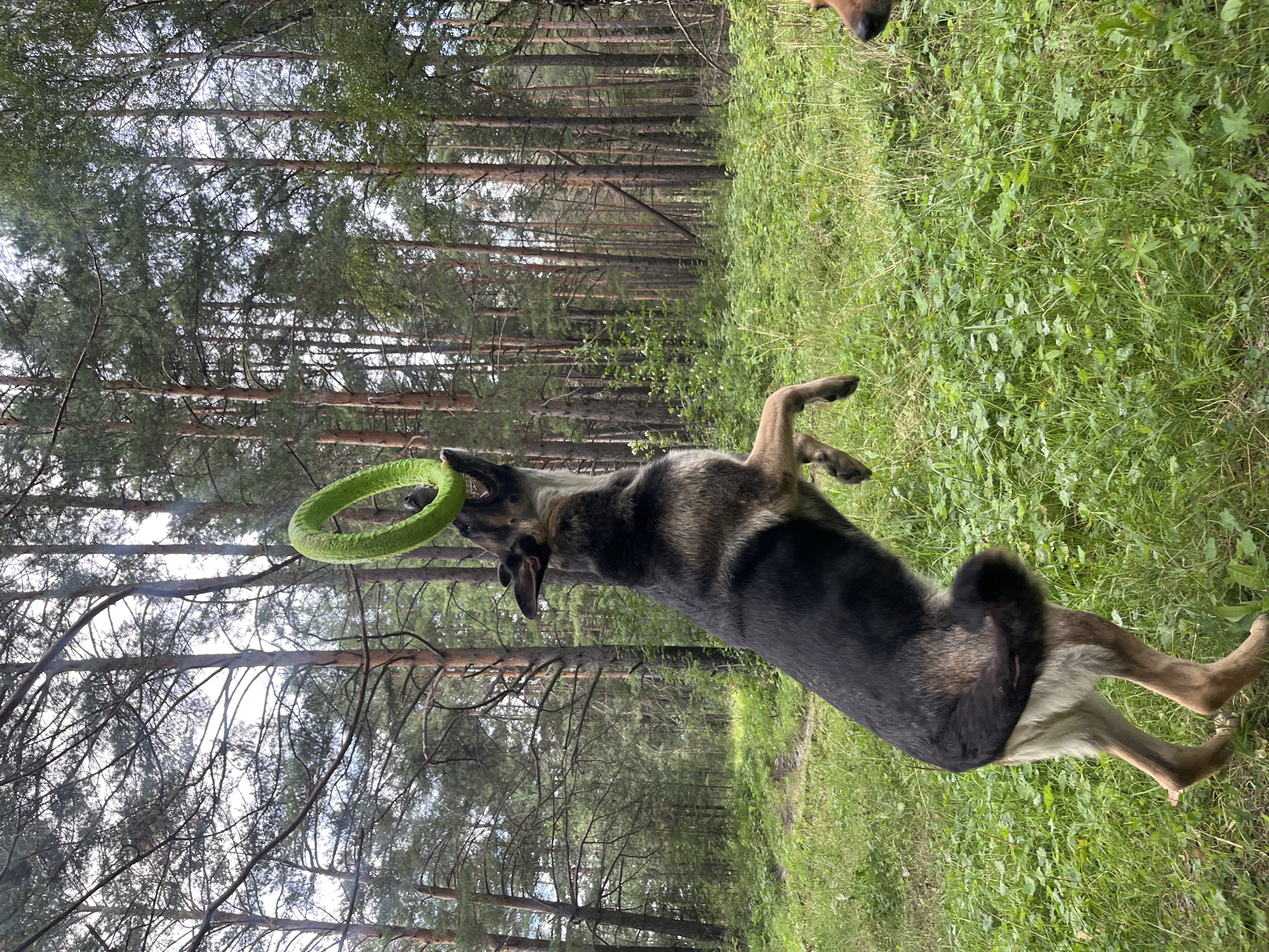 Dogs roam and play on a pine forest trail in Nizhny Tagil