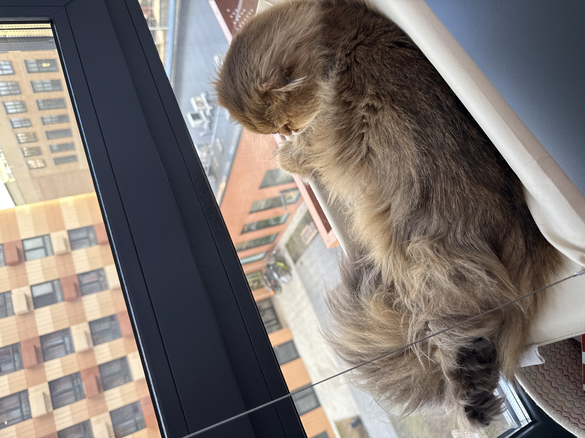 Quiet afternoon moments captured across Moscow: sleeping cat, train platform
