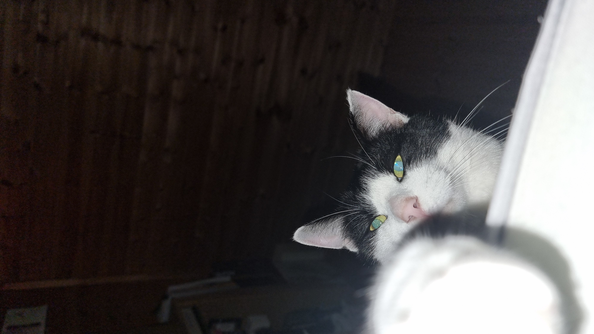 South Korean resident documents morning domestic life with cat