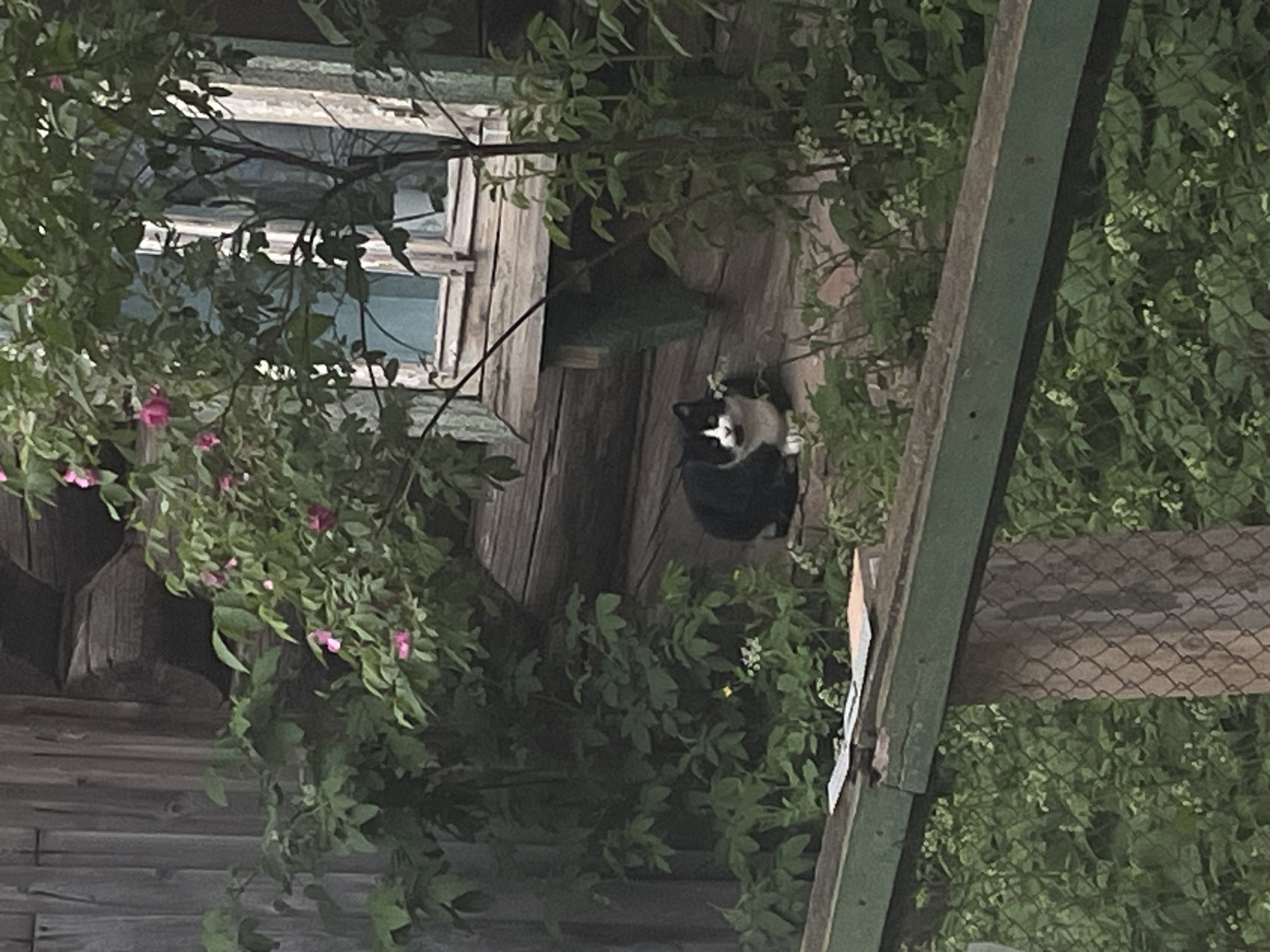 Evening life documented in Votkinsk: cats, streets, twilight moments