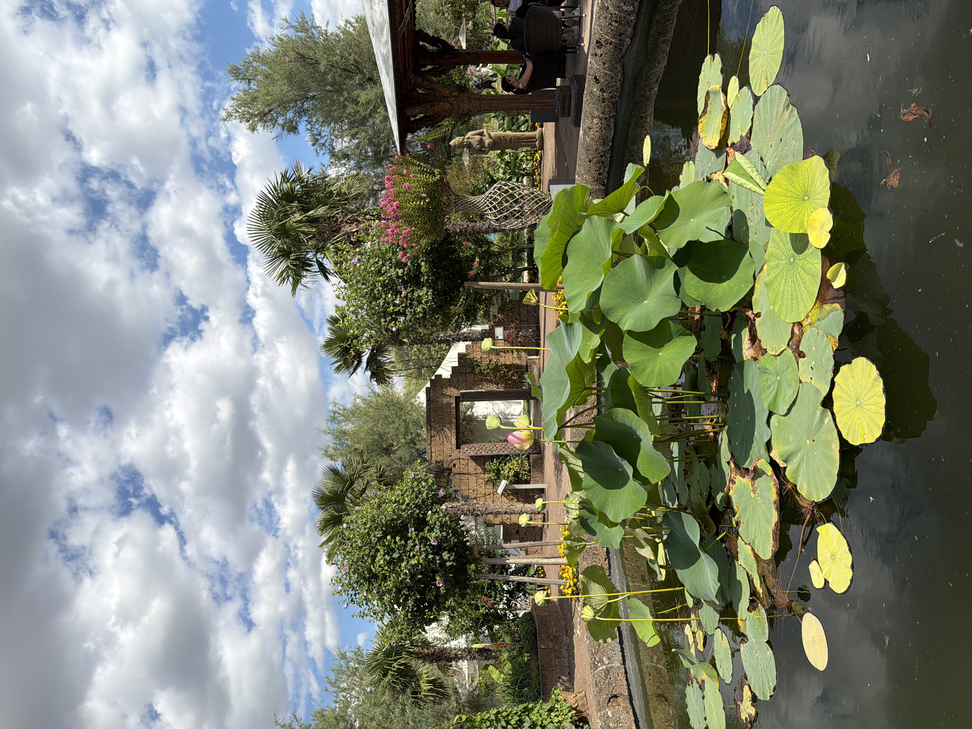 Afternoon in a Vienna botanical garden: lotus, statues, and turtles