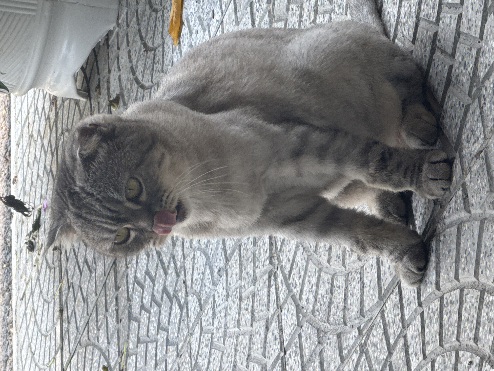 Person pets friendly gray cat on tiled walkway