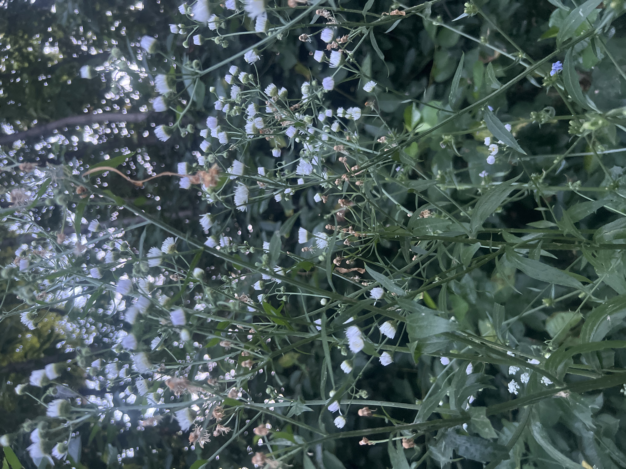 Wildflowers, foliage, and garden details in Bârnova, Romania