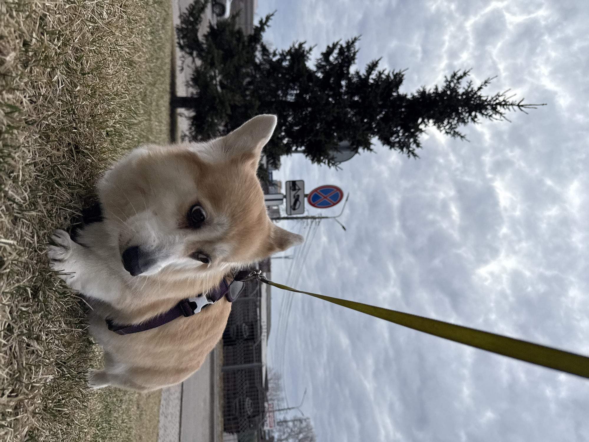 Corgi spotted resting on sidewalk in Krasnoyarsk, Russia