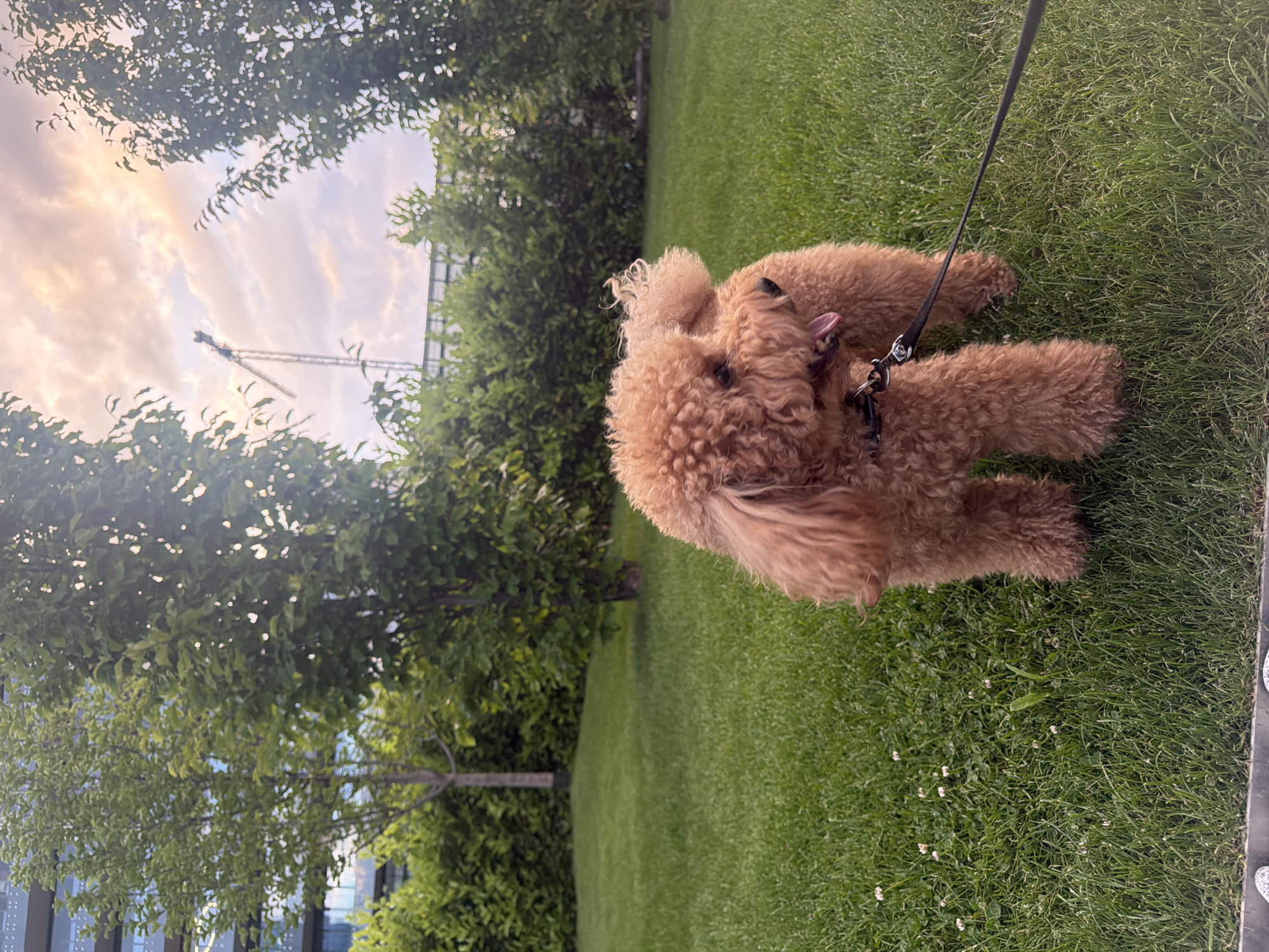 Dog relaxes on lawn in Sofia park area