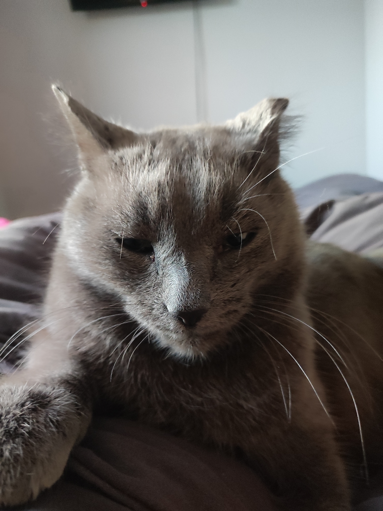 Gray cat rests on surface in Votkinsk home