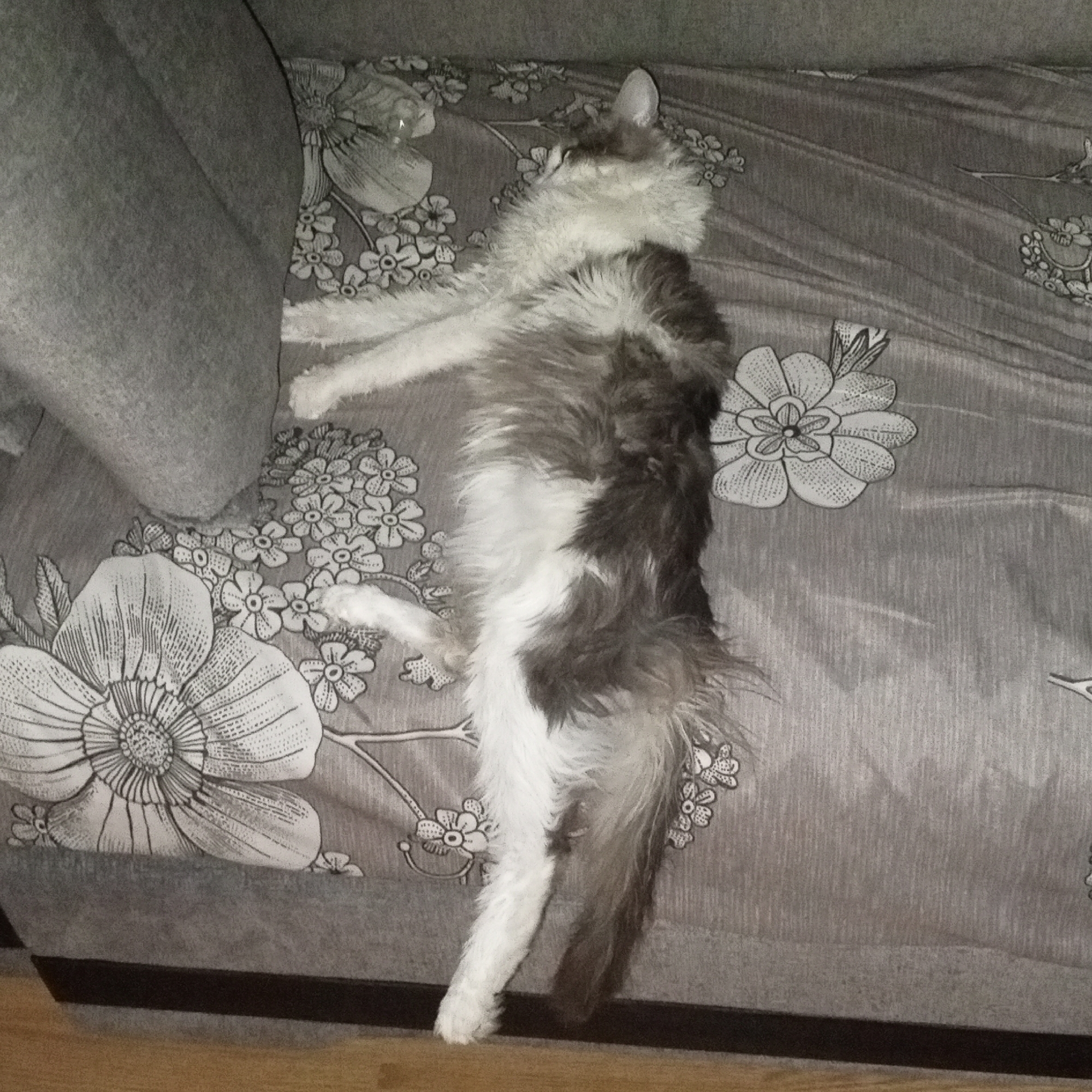 Cat rests on sofa in Gremyachinsk home