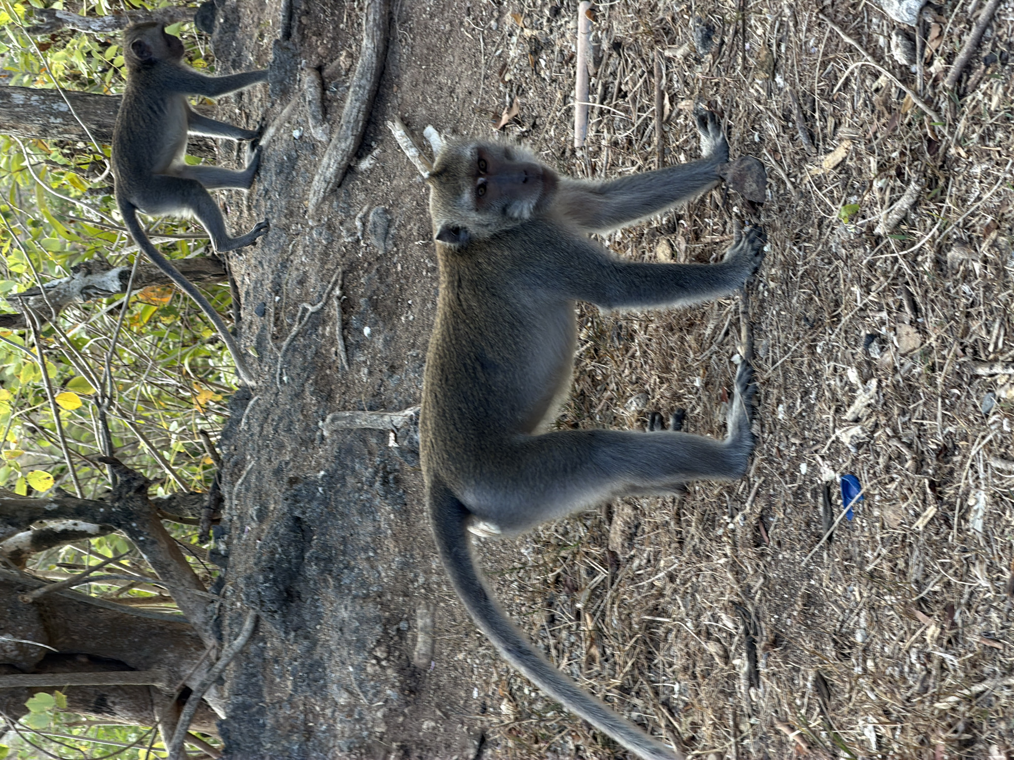 Monkeys roaming roads and forest in Kuta Selatan