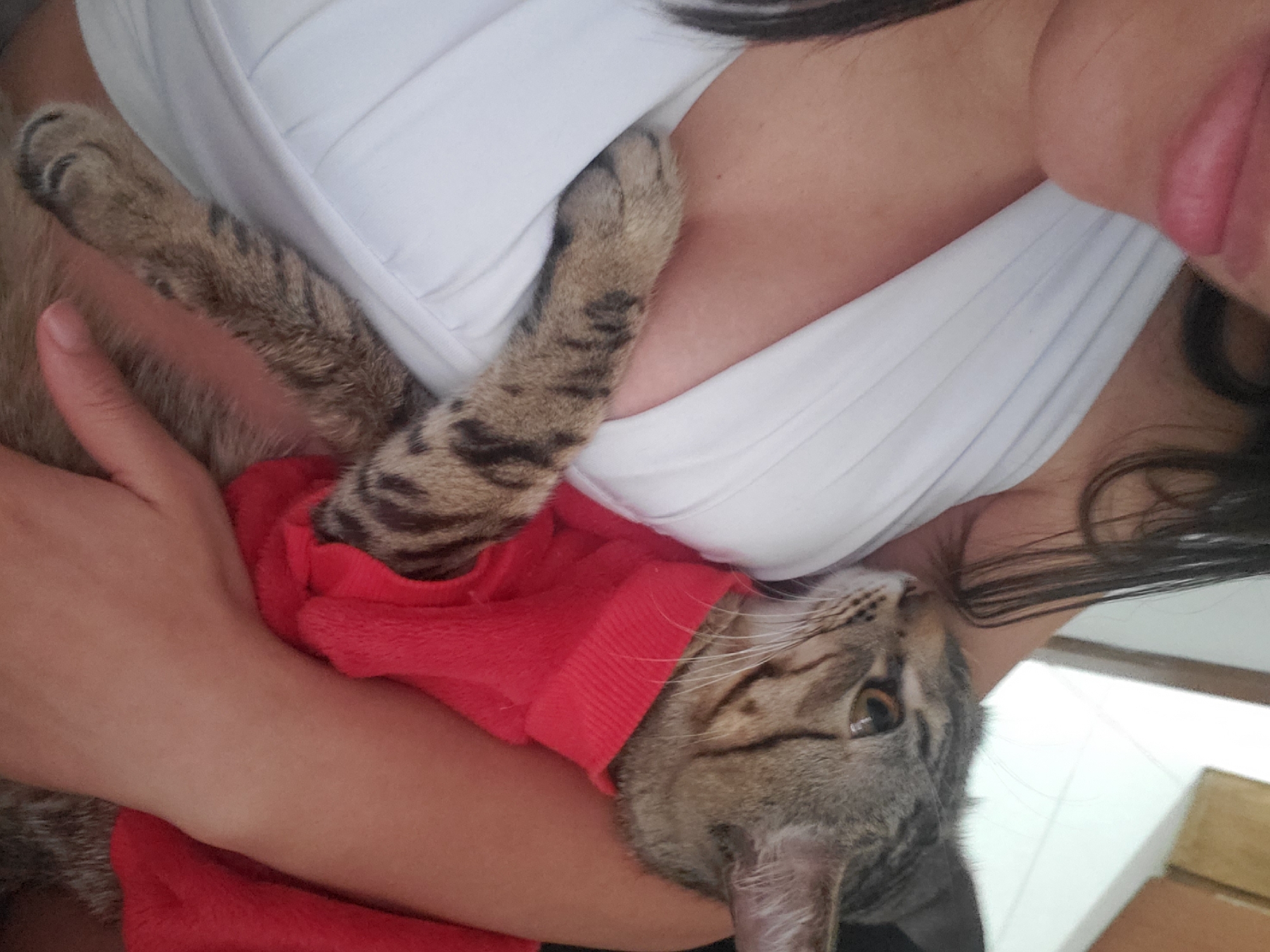 Person holds tabby cat in red cloth, Curitiba