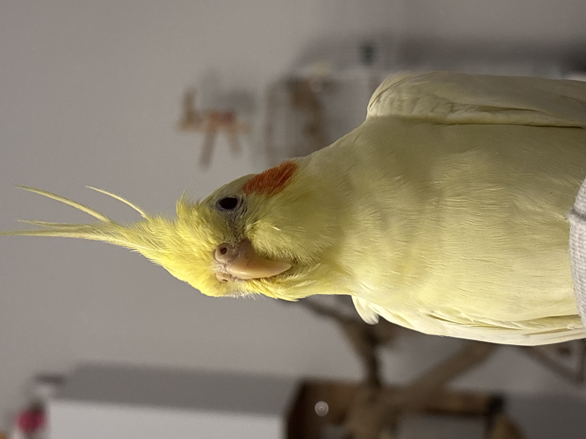 Pet cockatiel observed indoors across Krasnoyarsk locations