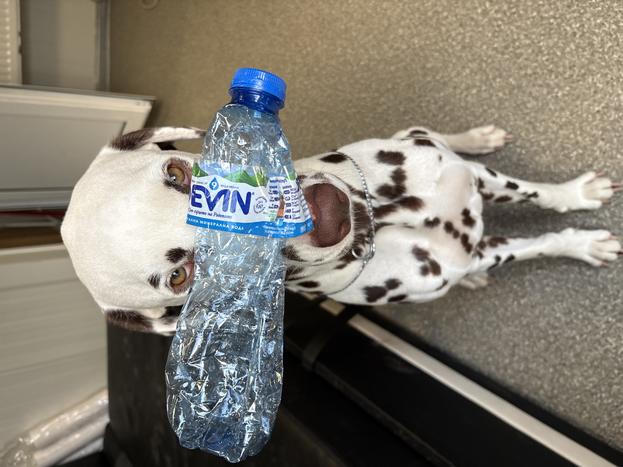 Dalmatian dog spotted lying on back in Elin Pelin