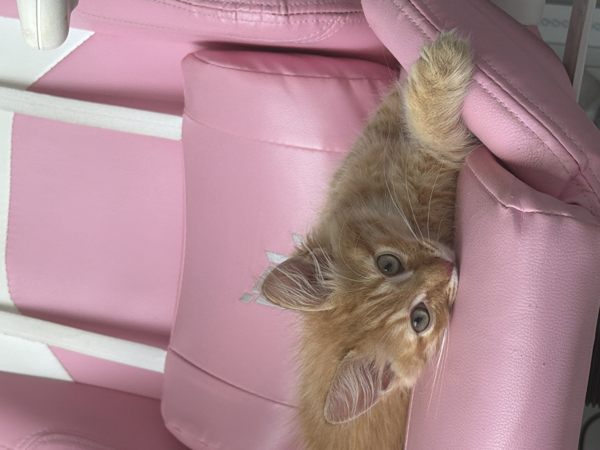 Kitten, selfie, airport clocks captured in Khimki afternoon