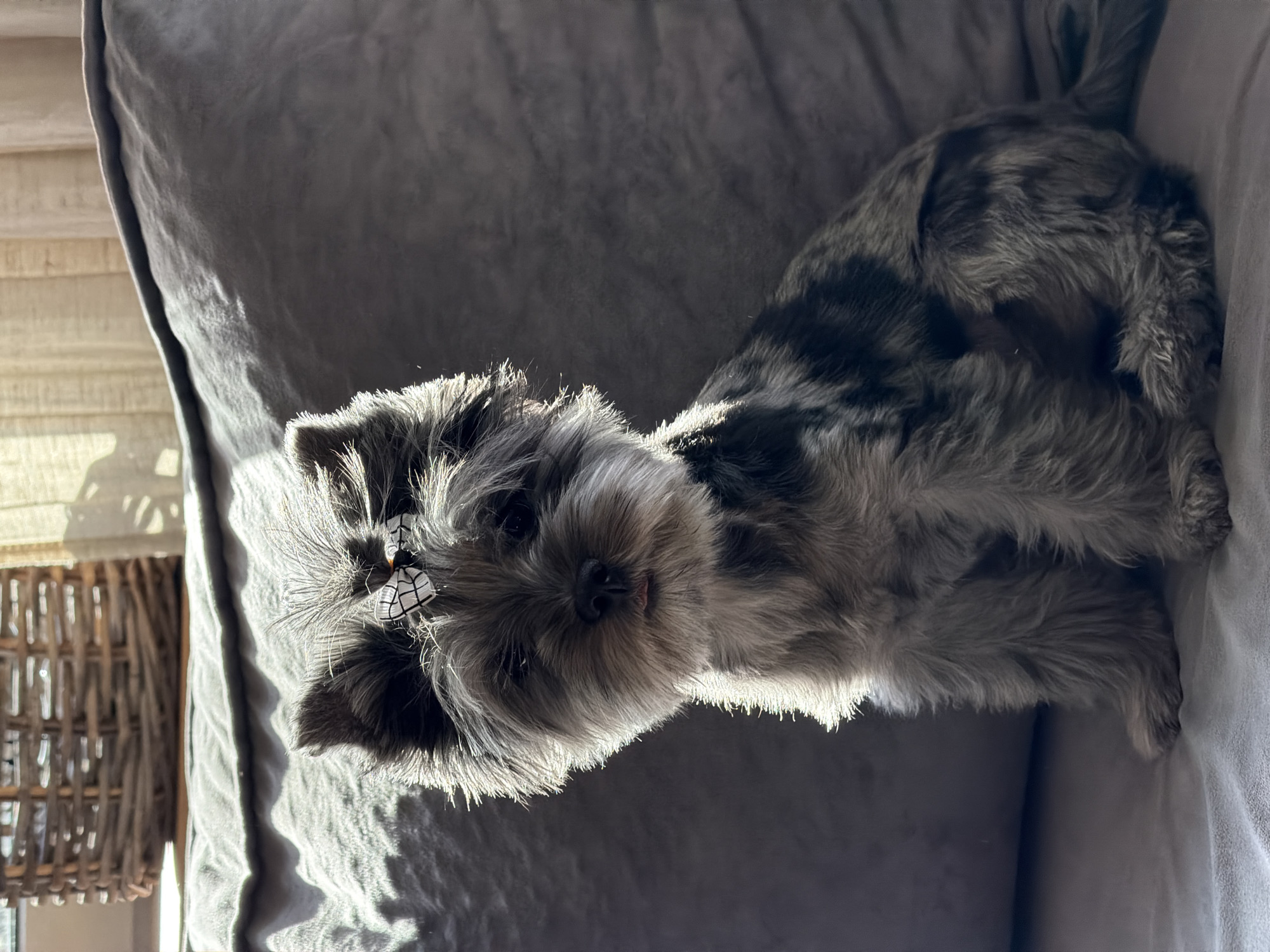 Early morning life documented in Chaikovsky, Russia with pet