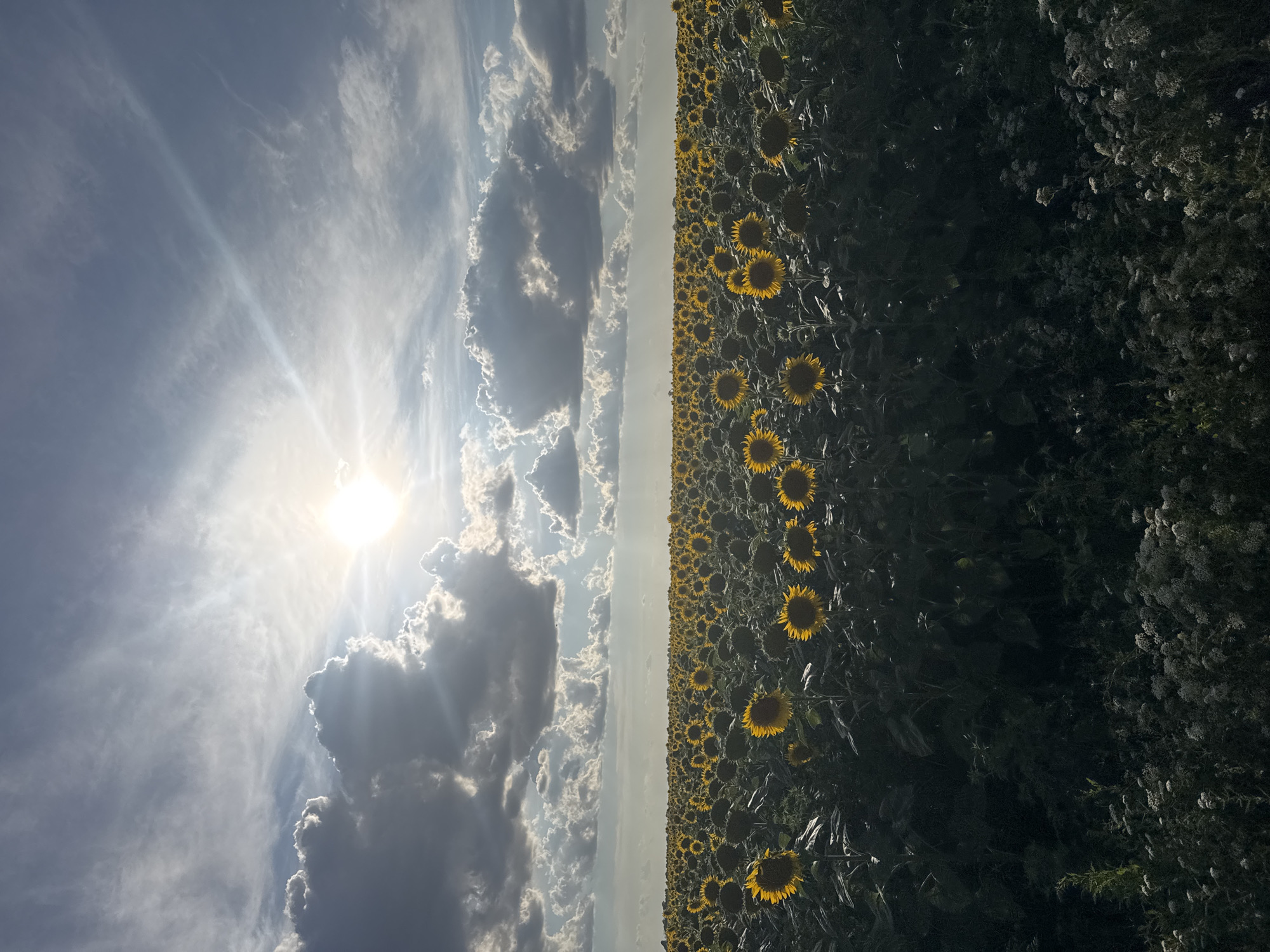 Sunflower field under a stormy sky, Motuzivka, Ukraine