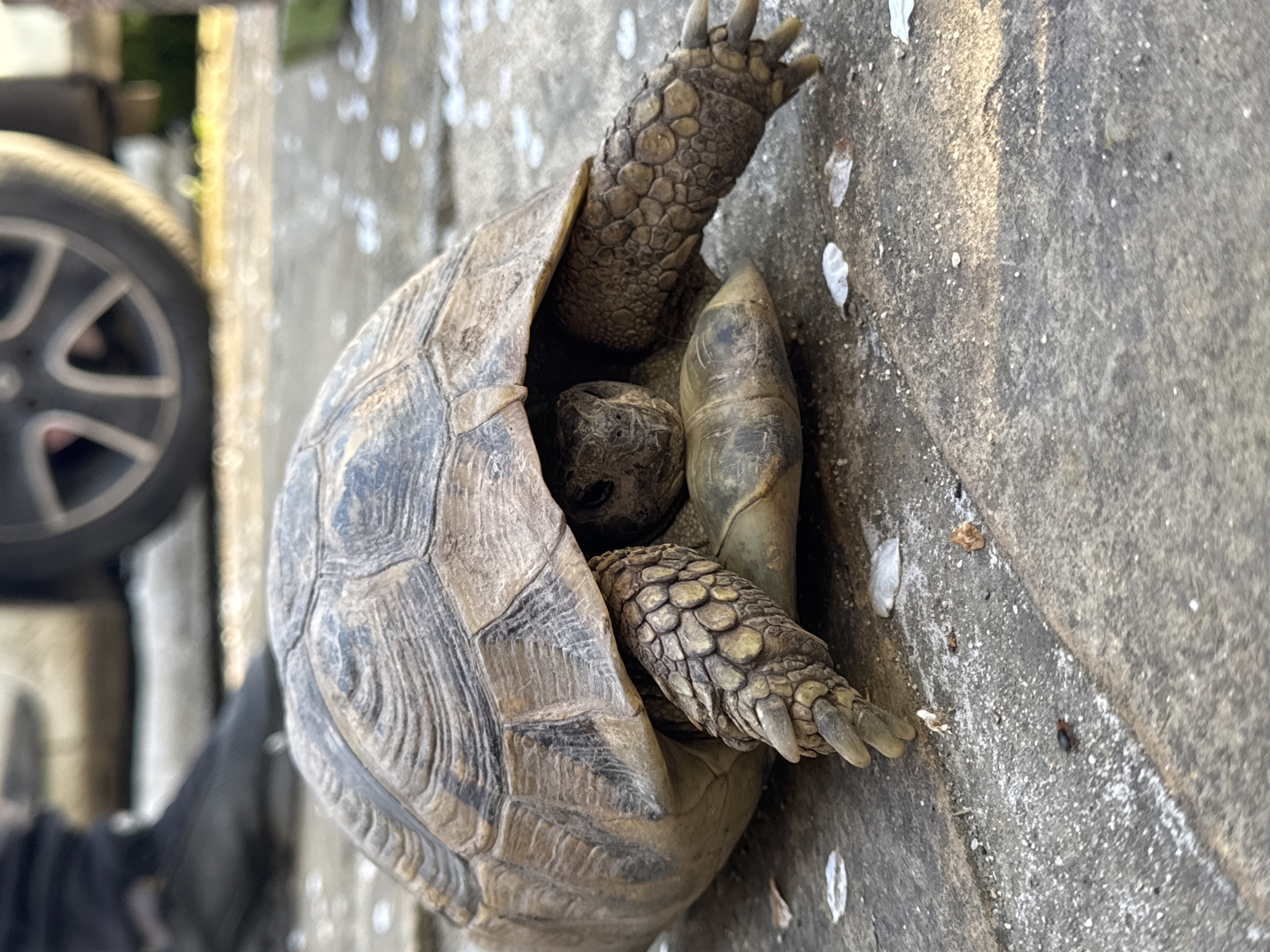 Overturned tortoise spotted flailing on pavement in Sliven, Bulgaria