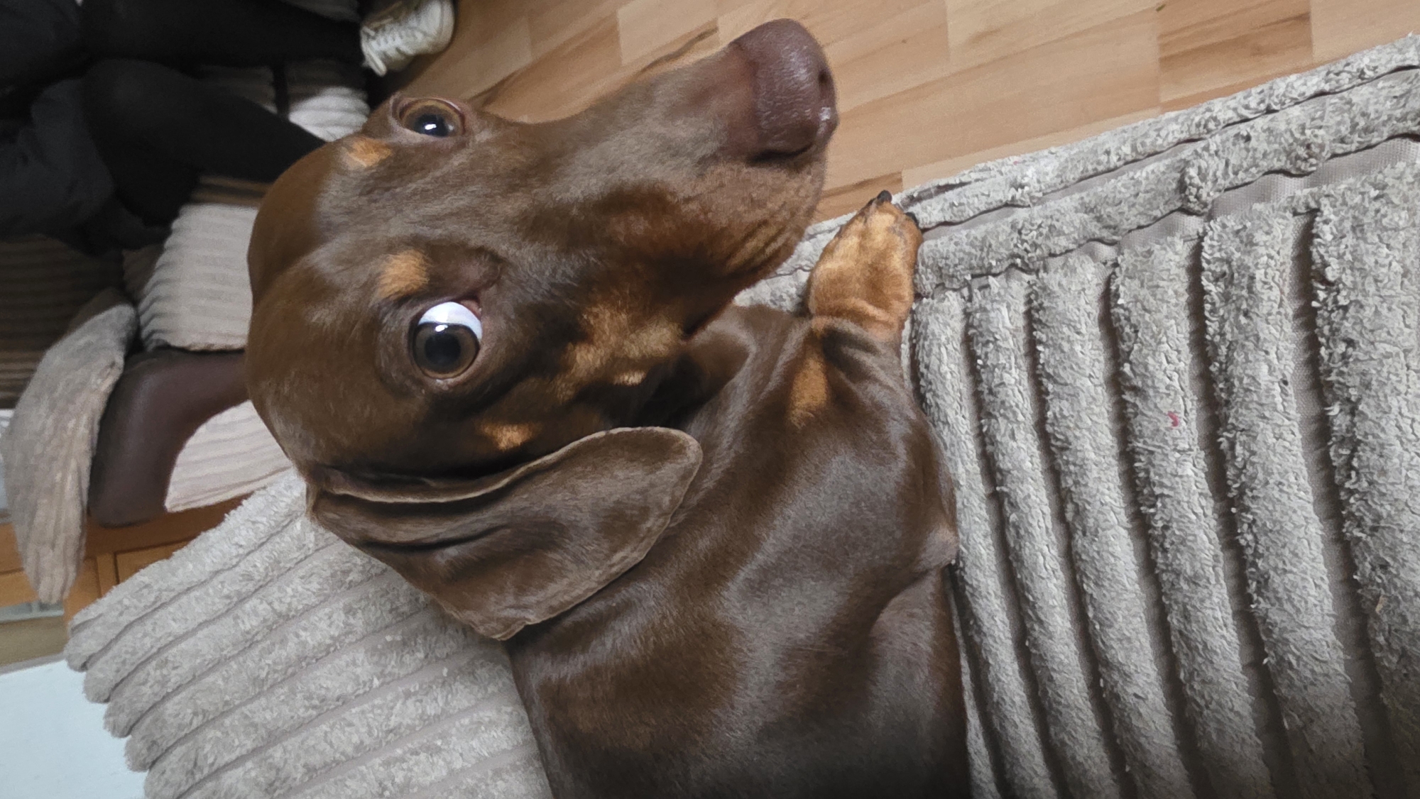 Dachshund photographed resting on beige sofa indoors