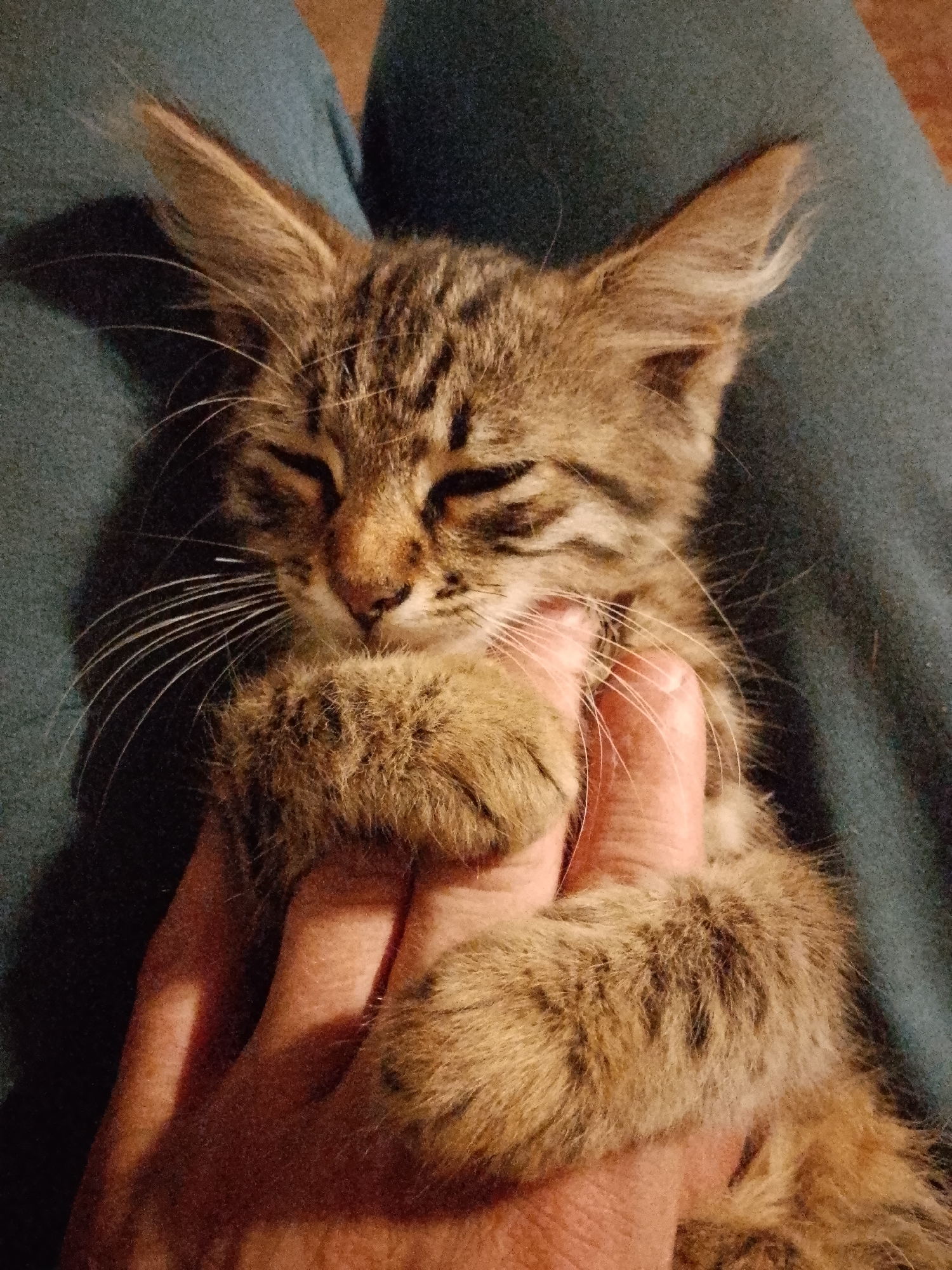 Tabby kitten naps and rests across multiple cozy shots