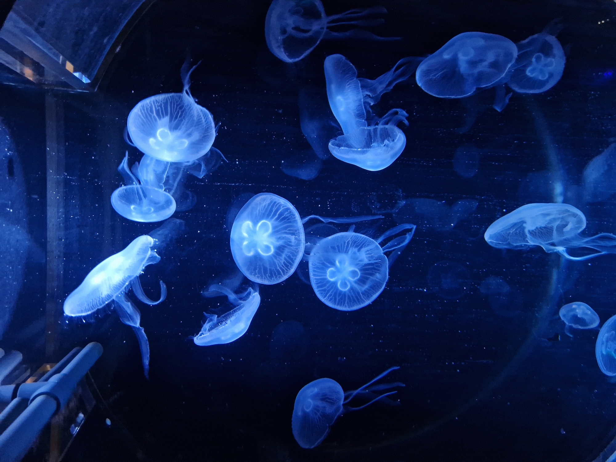 Visitor documents aquarium marine life exhibits in Palma de Mallorca