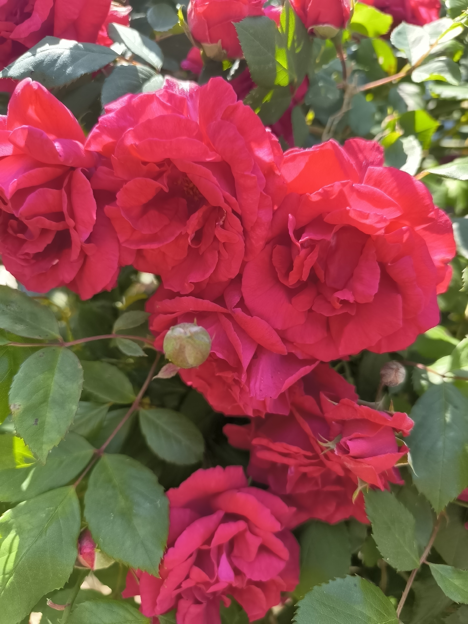 Red roses in full bloom observed in Priseltsi, Bulgaria