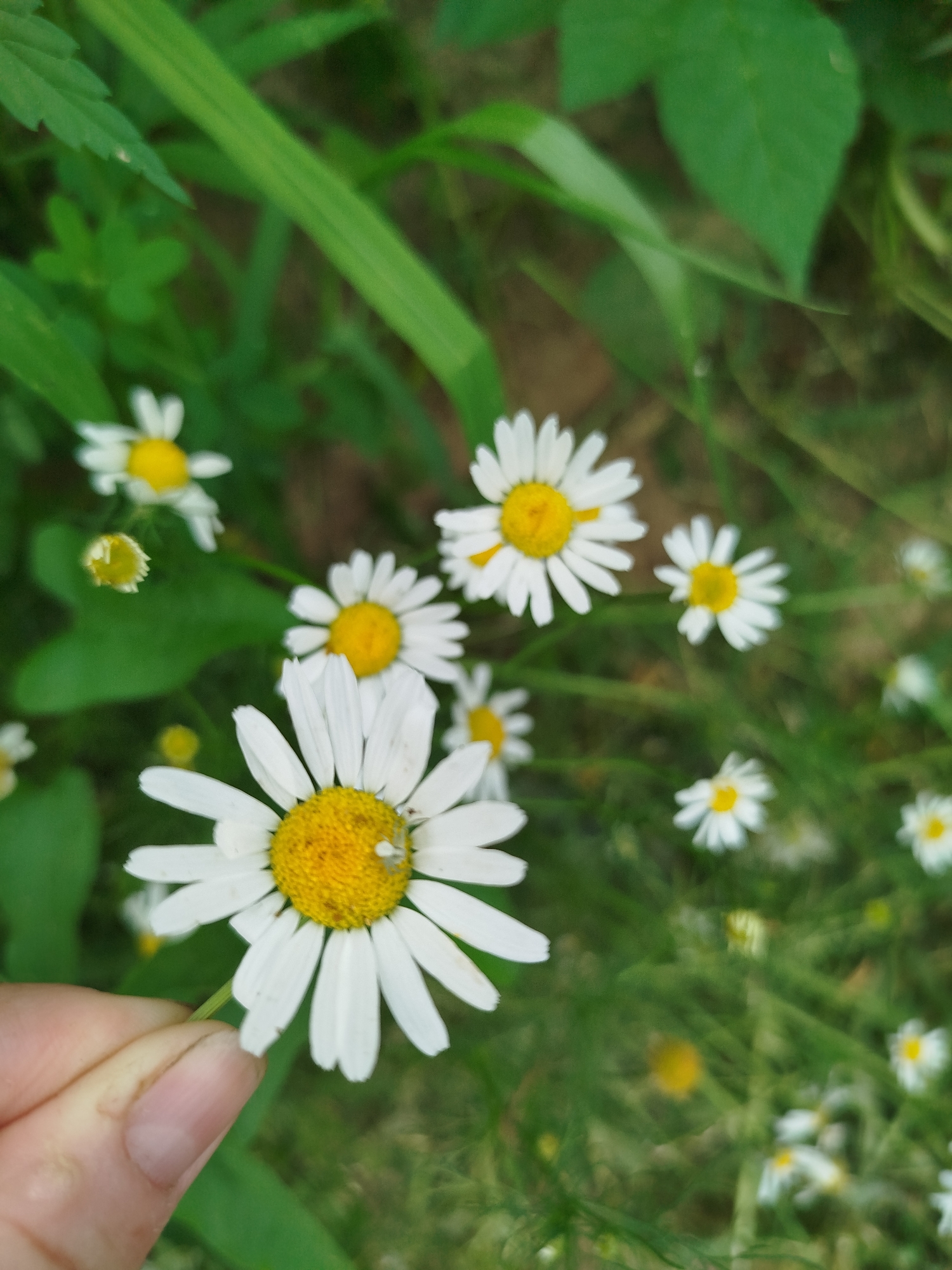 Summer garden tour in Zavodoukovsk, flowers and vegetables up close