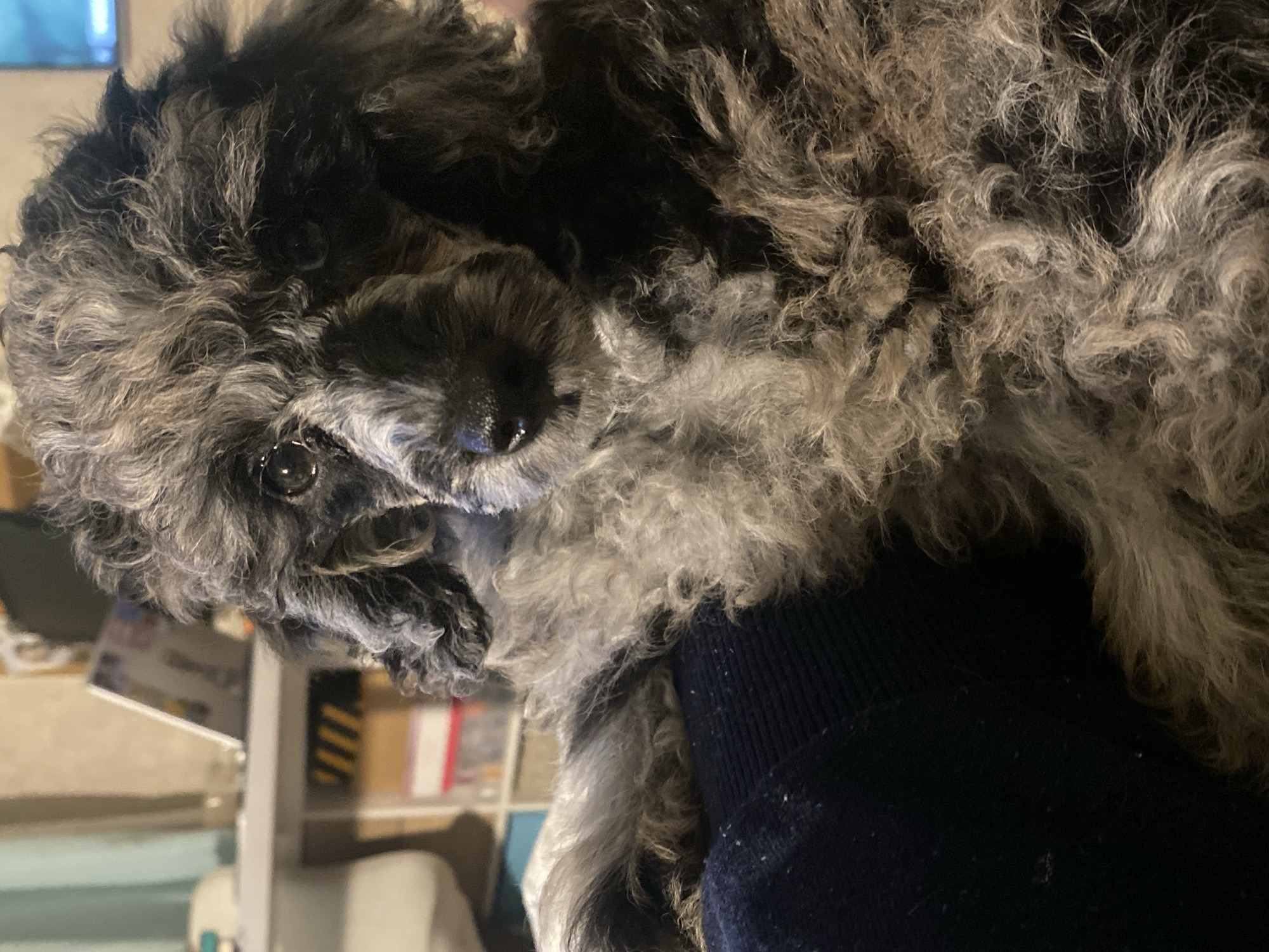 Saint Petersburg apartment: a poodle puppy and architectural sketchbooks